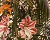 斯坦利斯宾塞 - Orchids